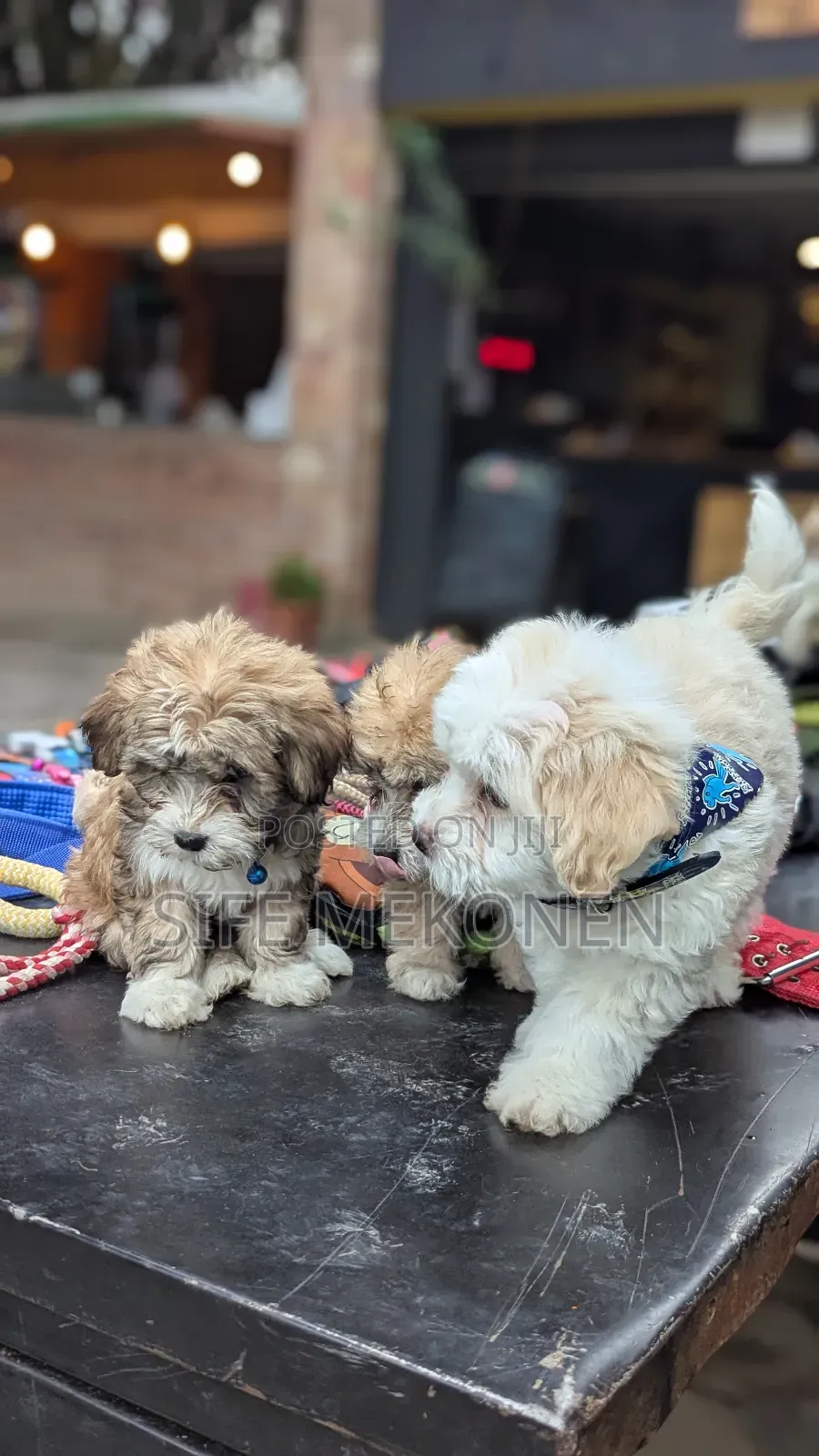 1-3 months Male Purebred Maltese