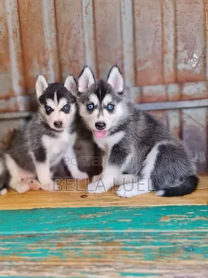 Photo - 1-3 months Female Purebred Siberian Husky