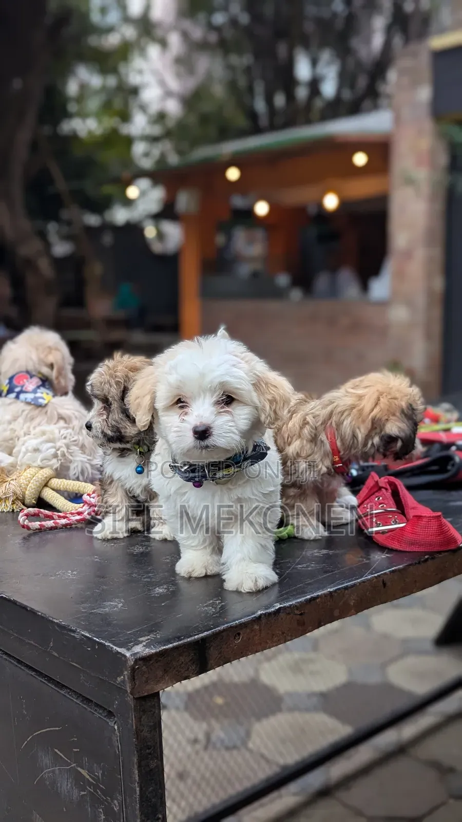 1-3 months Male Purebred Maltese