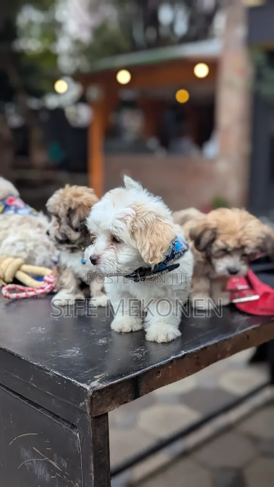 1-3 months Male Purebred Maltese