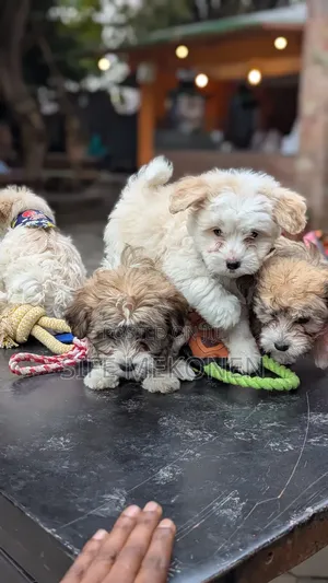 Photo - 1-3 months Male Purebred Maltese