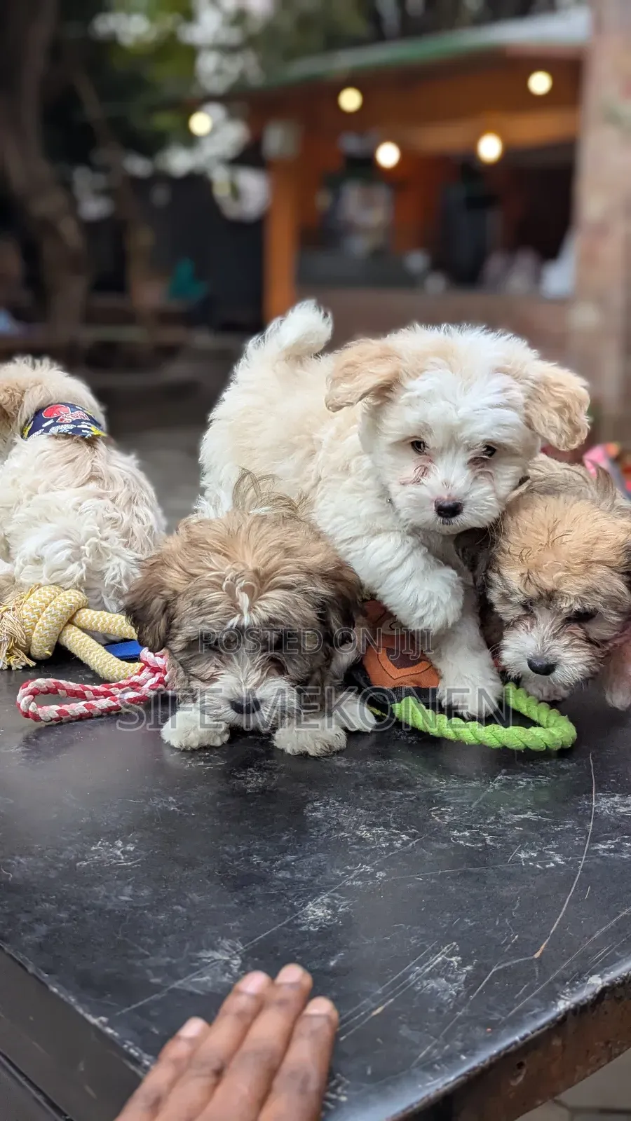 1-3 months Male Purebred Maltese