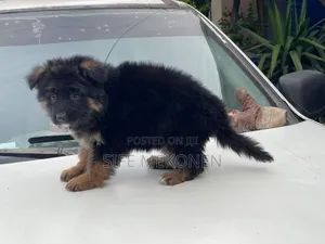 Photo - 1-3 months Male Purebred German Shepherd