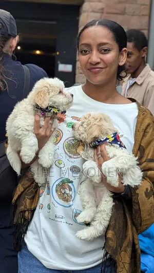 1-3 months Male Purebred Maltese