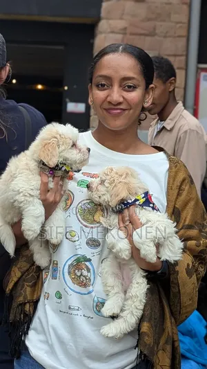 Photo - 1-3 months Male Purebred Maltese