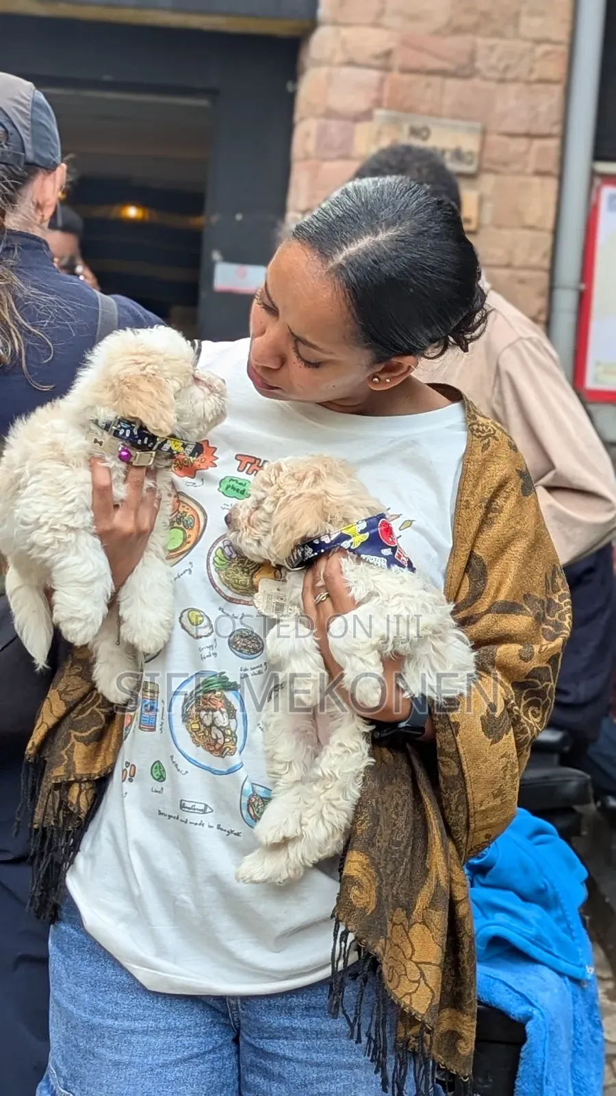 1-3 months Male Purebred Maltese