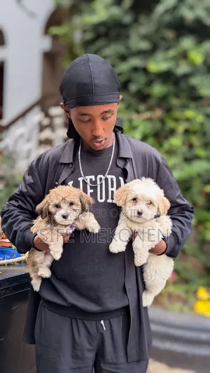 Photo - 1-3 months Male Purebred Maltese