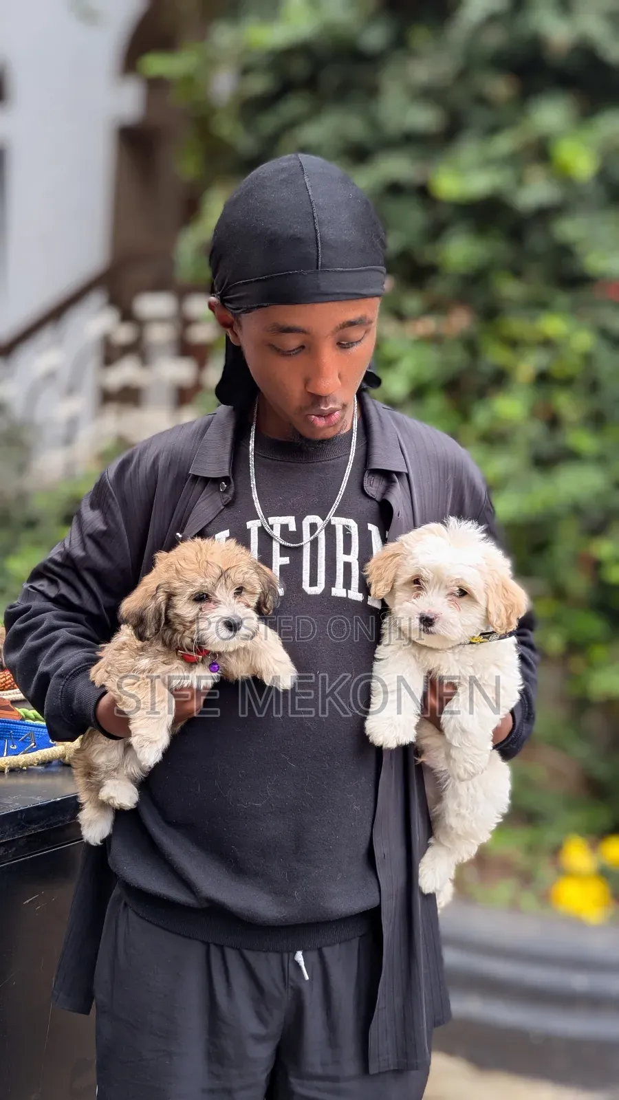 1-3 months Male Purebred Maltese