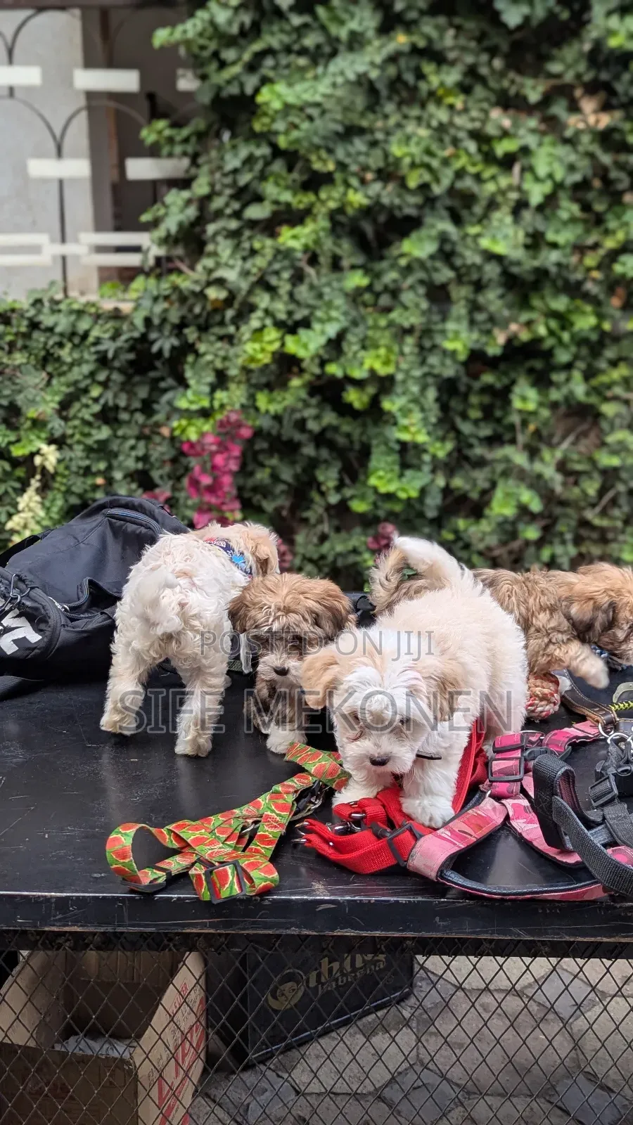 1-3 months Male Purebred Maltese