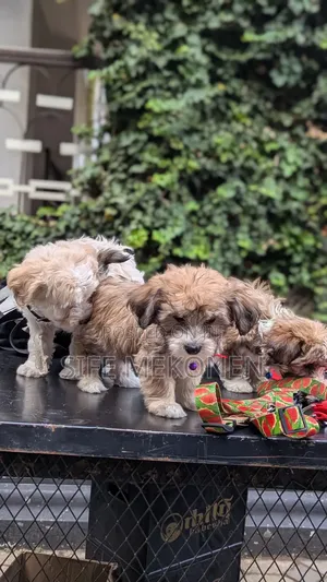 1-3 months Male Purebred Maltese