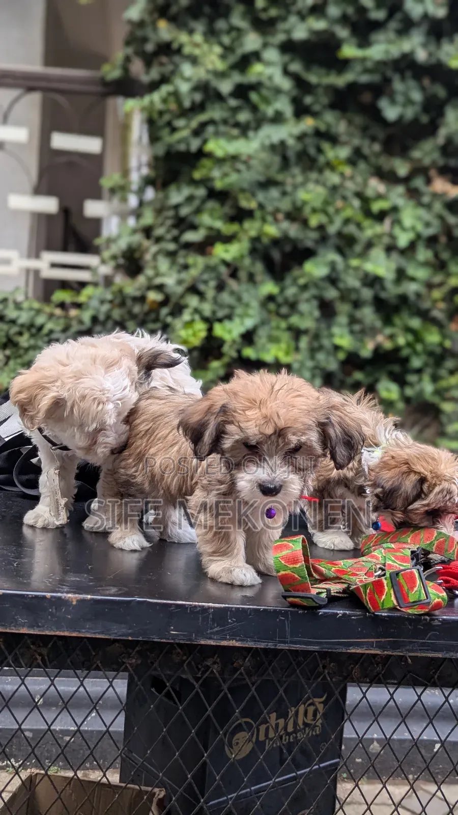 1-3 months Male Purebred Maltese