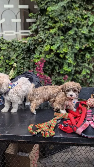 1-3 months Male Purebred Maltese