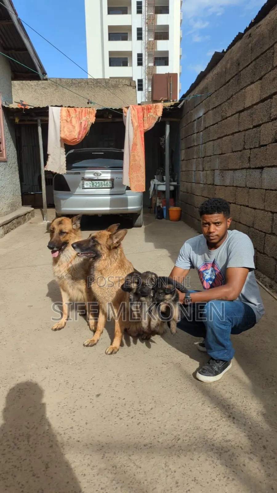 1-3 months Male Purebred German Shepherd