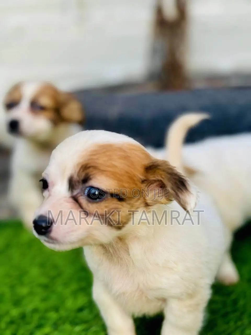 1-3 months Male Purebred Maltese