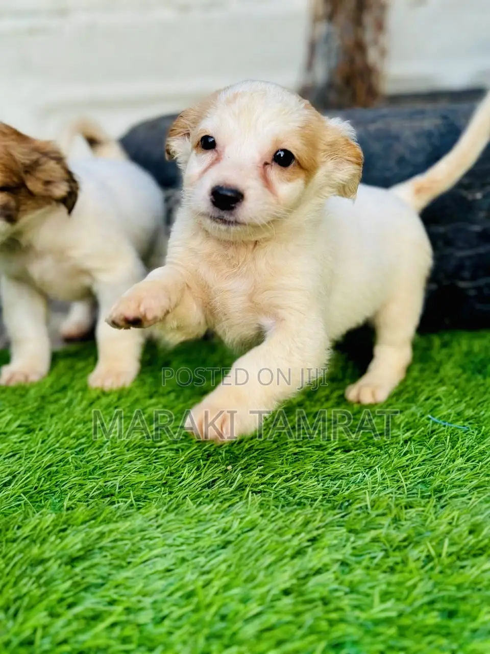 1-3 months Male Purebred Maltese
