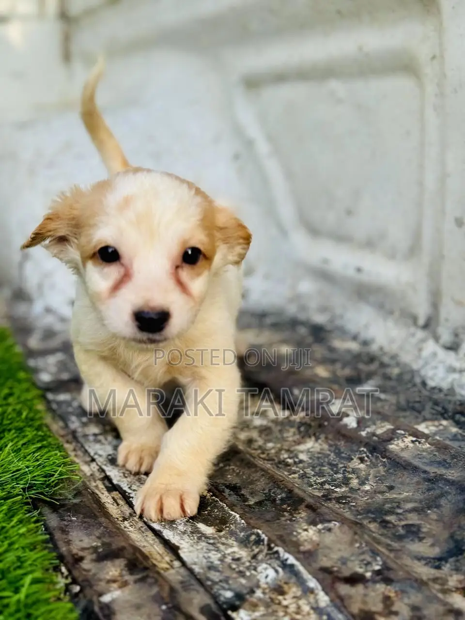 1-3 months Male Purebred Maltese
