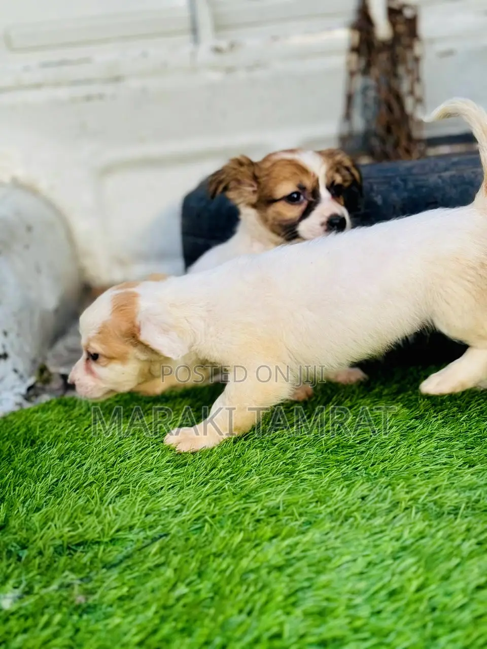 1-3 months Male Purebred Maltese