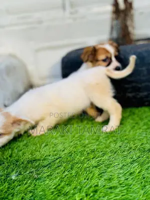 Photo - 1-3 months Male Purebred Maltese