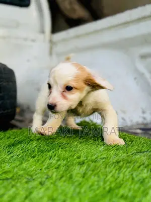 Photo - 1-3 months Male Purebred Maltese