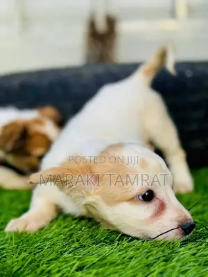 Photo - 1-3 months Male Purebred Maltese