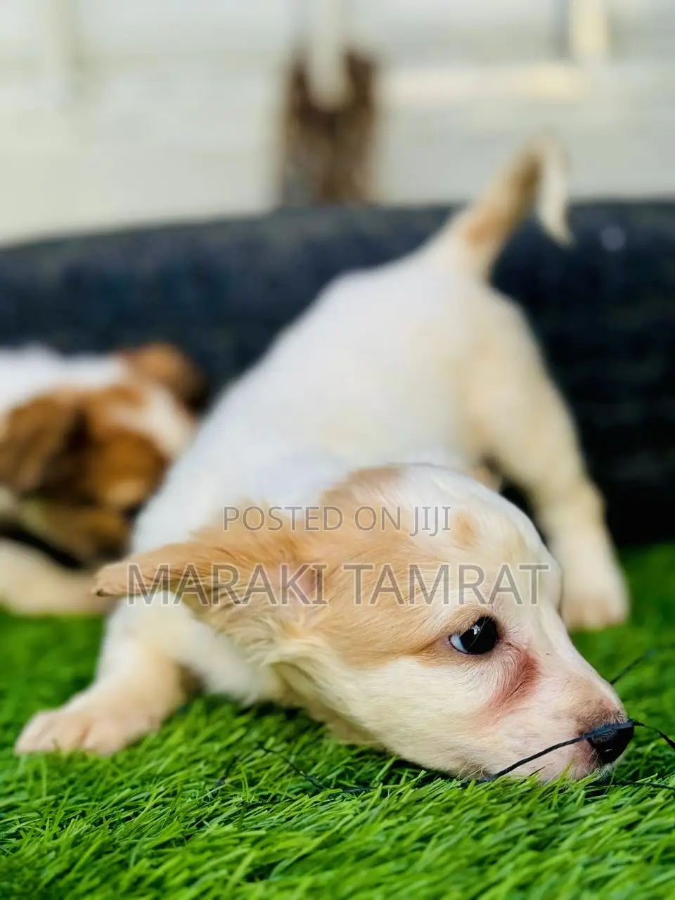 1-3 months Male Purebred Maltese