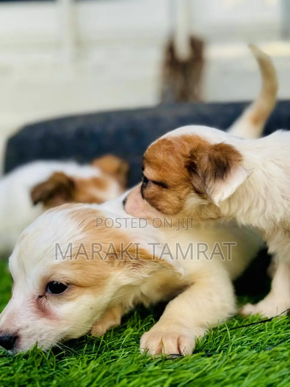 1-3 months Male Purebred Maltese