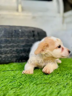 Photo - 1-3 months Male Purebred Maltese