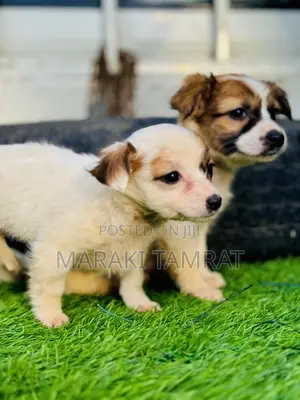 Photo - 1-3 months Male Purebred Maltese