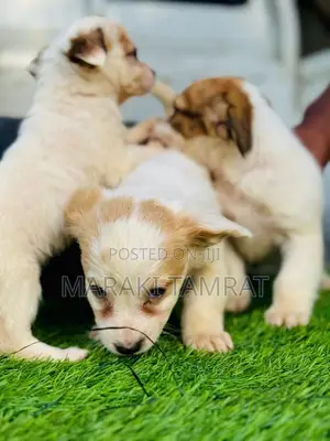 Photo - 1-3 months Male Purebred Maltese