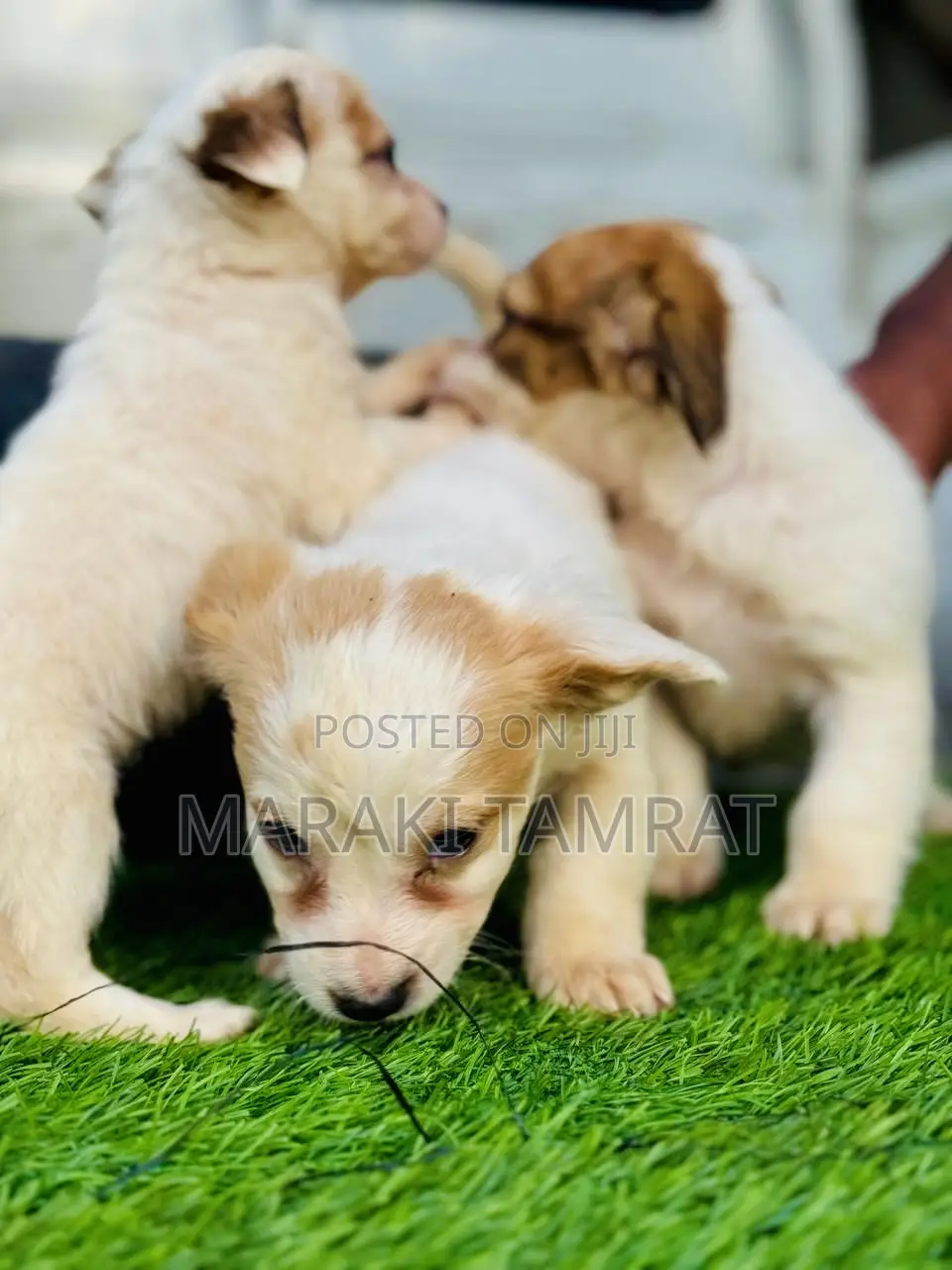 1-3 months Male Purebred Maltese