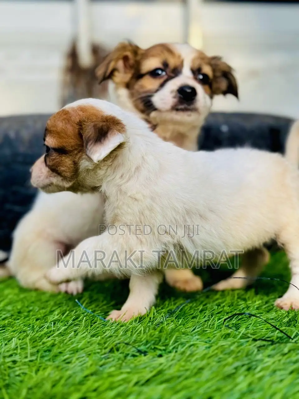 1-3 months Male Purebred Maltese