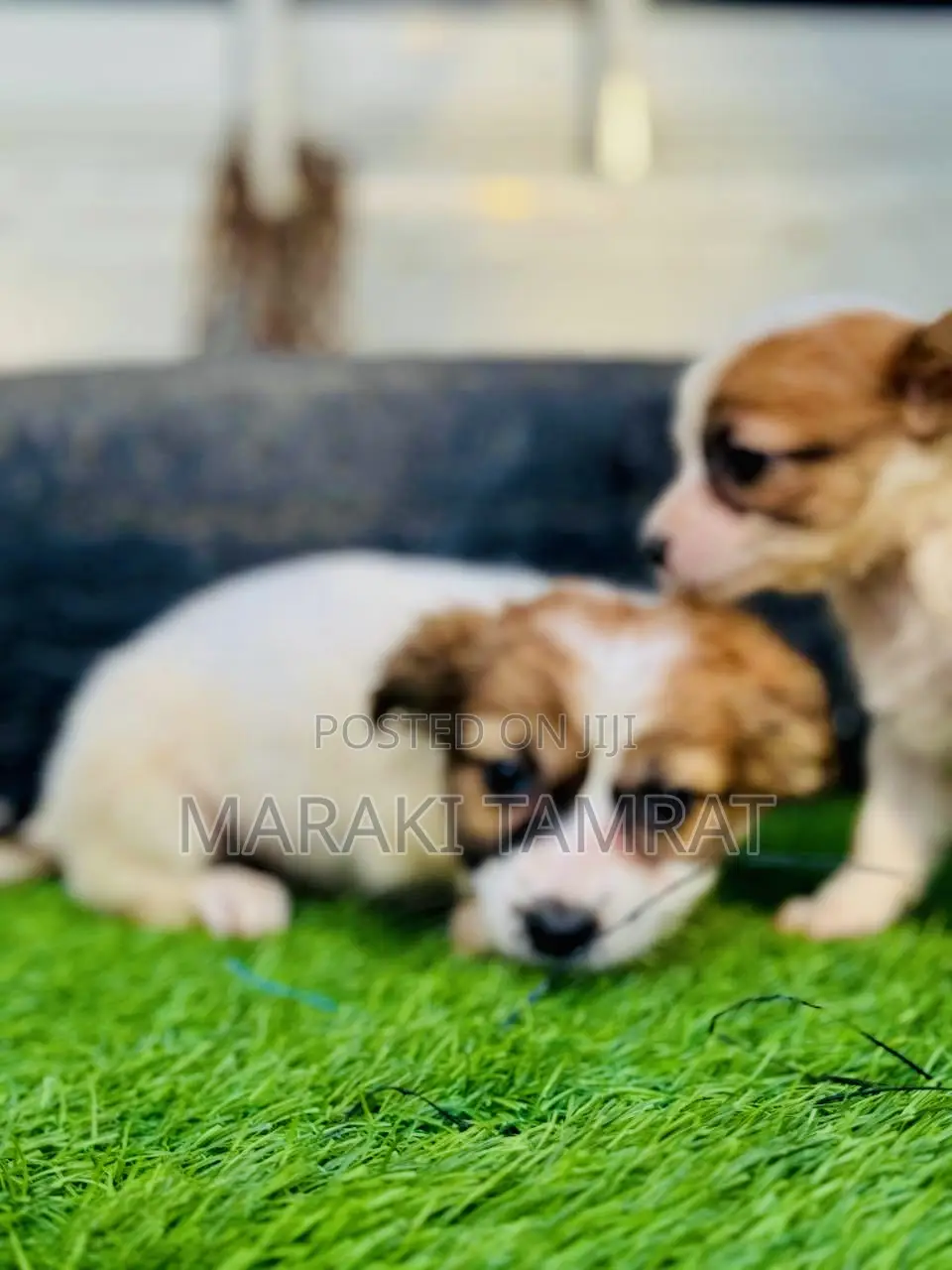 1-3 months Male Purebred Maltese