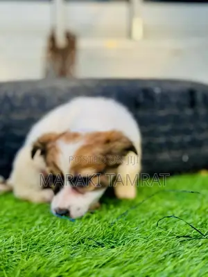 Photo - 1-3 months Male Purebred Maltese