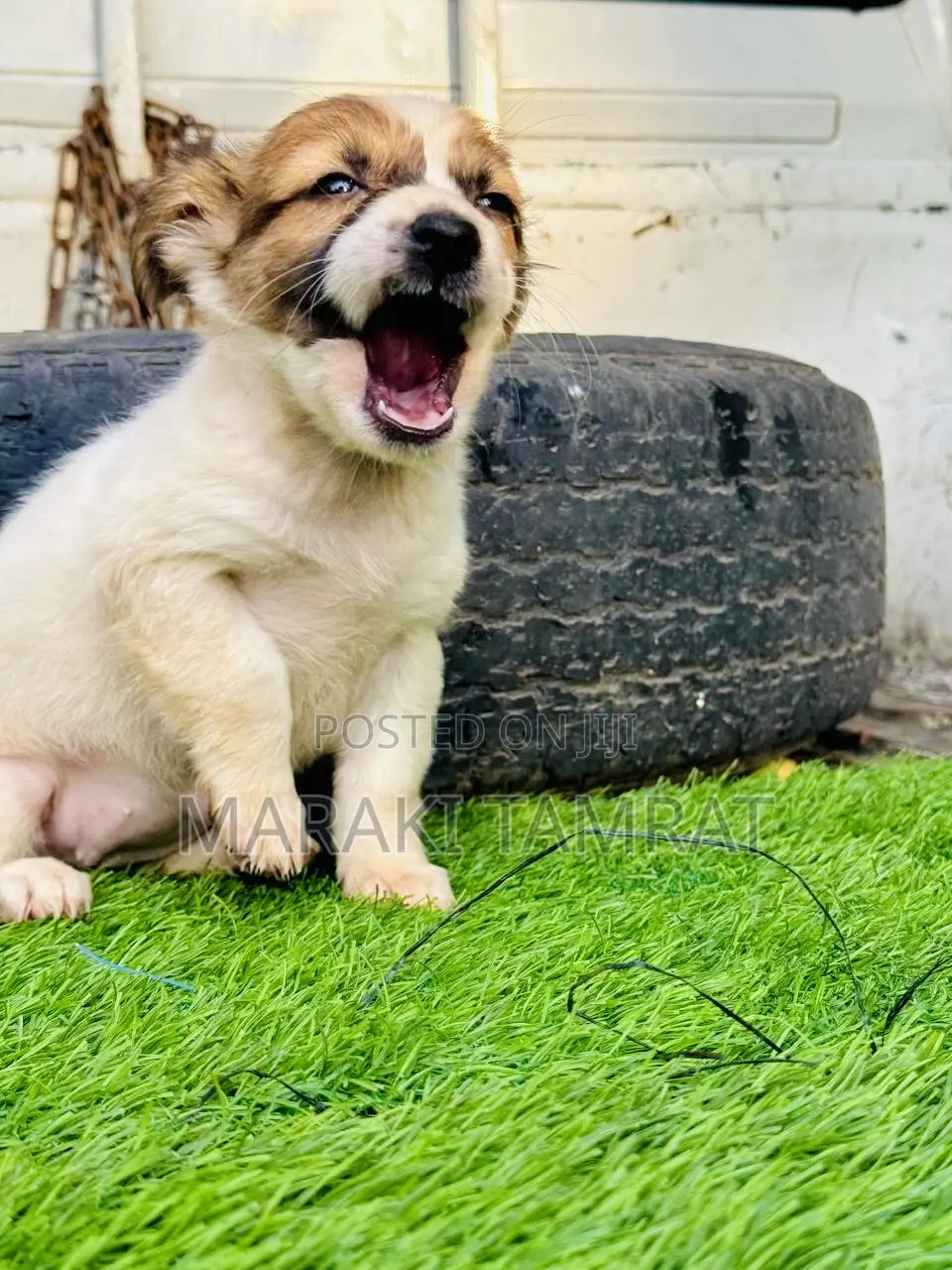 1-3 months Male Purebred Maltese