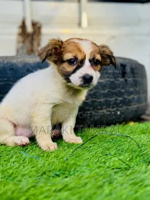 Photo - 1-3 months Male Purebred Maltese