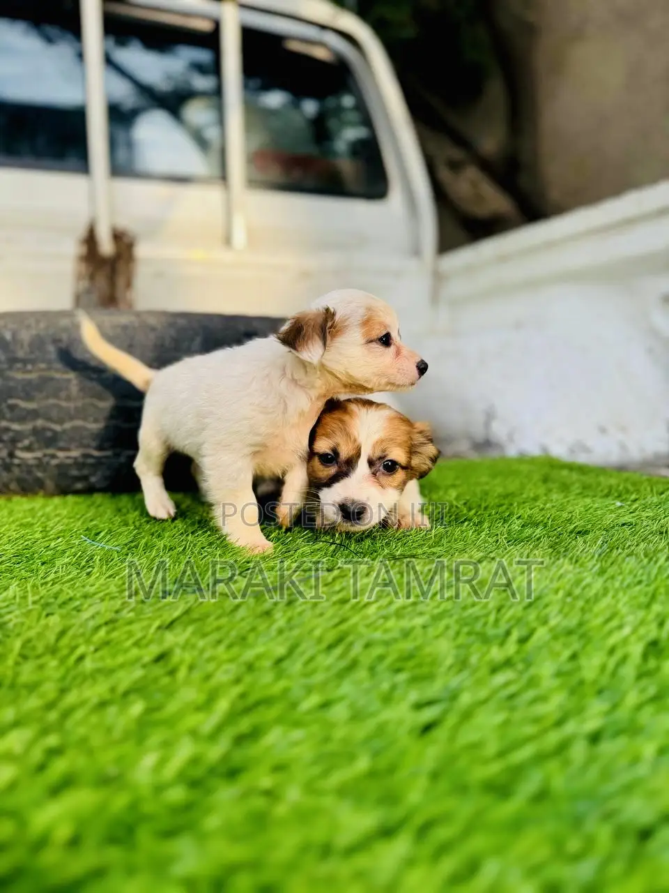 1-3 months Female Purebred Maltese