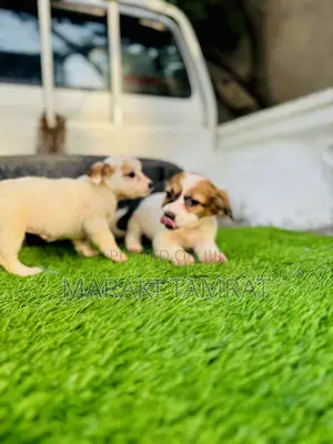 Photo - 1-3 months Female Purebred Maltese