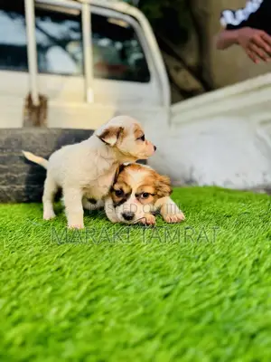 Photo - 1-3 months Male Purebred Maltese