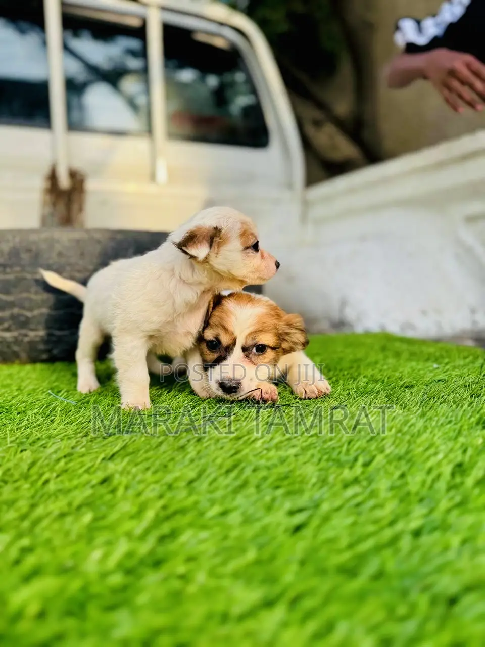 1-3 months Male Purebred Maltese
