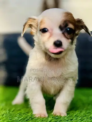 Photo - 1-3 months Male Purebred Maltese