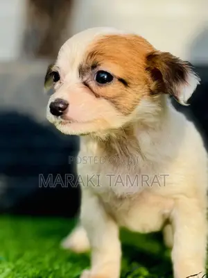 Photo - 1-3 months Male Purebred Maltese