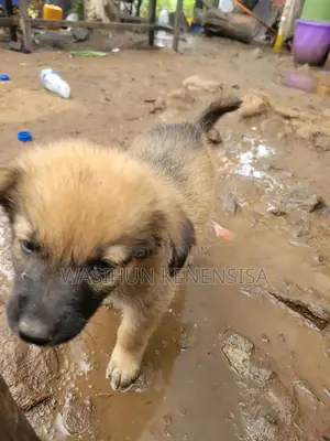 Photo - 0-1 month Male Mixed Breed German Shepherd