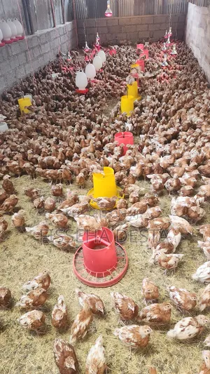 Photo - Chicken for Sell