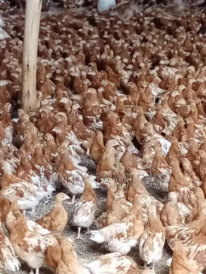 Photo - ቄብ ዶሮ የ እንቁላል