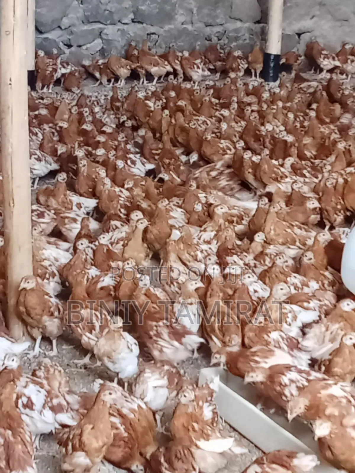 ቄብ ዶሮ የ እንቁላል