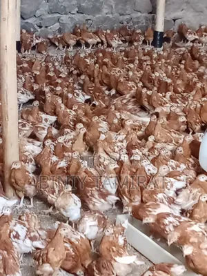 ቄብ ዶሮ የ እንቁላል