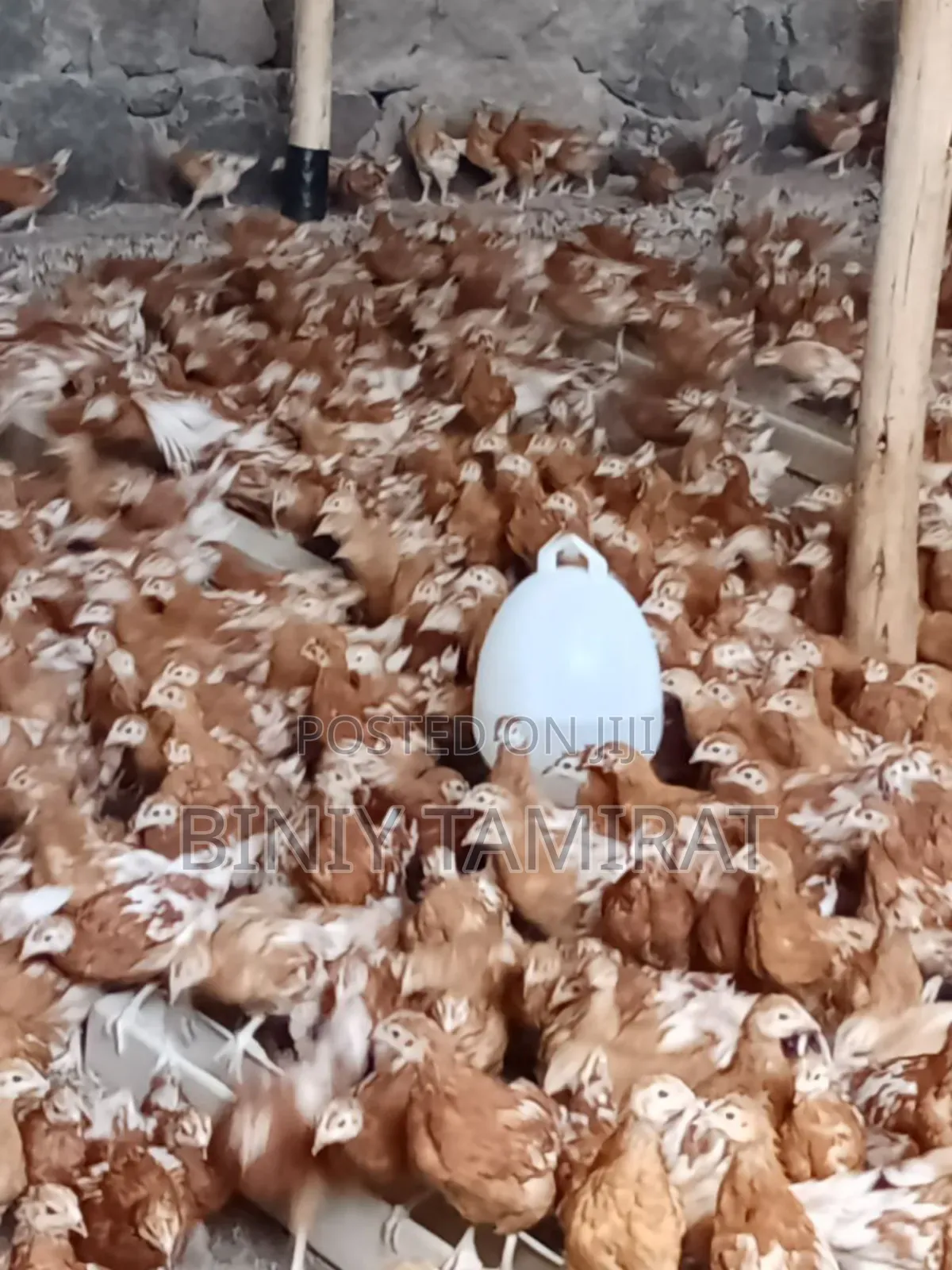 ቄብ ዶሮ የ እንቁላል