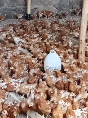 ቄብ ዶሮ የ እንቁላል