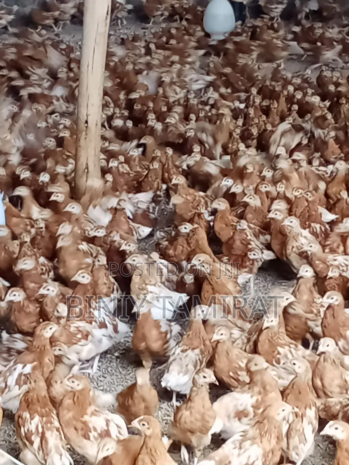 ቄብ ዶሮ የ እንቁላል