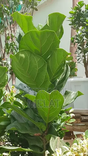 Photo - Toxic Free
 Name_laratayne